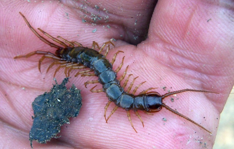Lithobius dalla Spagna